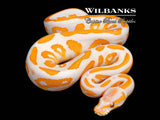 Lavender Leopard Blackhead Ball Python ♂ '26