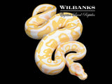 GHI Albino Leopard Ball Python ♂ '26
