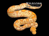 Banana GHI Clown Ball Python ♀ '26