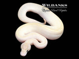 Ivory Ball Python ♂ '26
