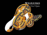 Pied Ball Python ♀ '26
