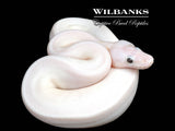 Super Fire Ball Python ♂ '26