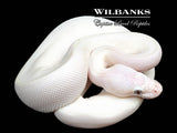 Blue Eyed Leucistic (Mojave Butter) Ball Python ♀ '26