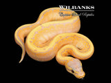 Banana Pinstripe Ball Python ♀ '26