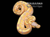 Banana Ball Python ♀ '26