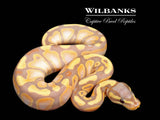 Banana Ball Python ♀ '26