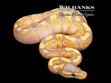 Banana Ball Python ♀ '26