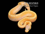 Banana Pinstripe Ball Python ♂ '26