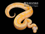 Paradox Banana Genetic Stripe Ball Python ♂ '26