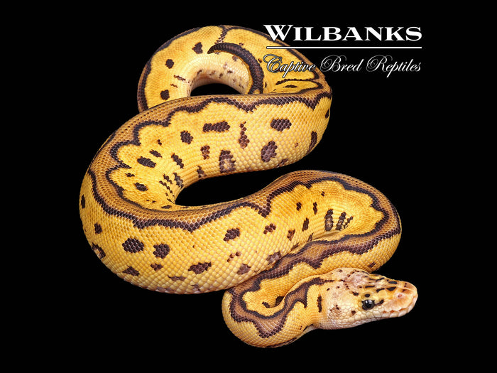 Pastel Clown Ball Python ♀ '26