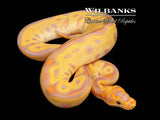 Banana Clown Ball Python ♂ '26