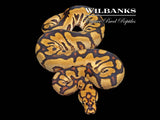Spotnose Clown Ball Python ♂ '26
