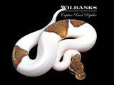 Mahogany Pastel Pied Ball Python ♀ '26