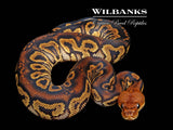 Stranger Clown Ball Python ♂ '26