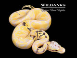 Paradox Pastel Candy Ball Python ♀ '26
