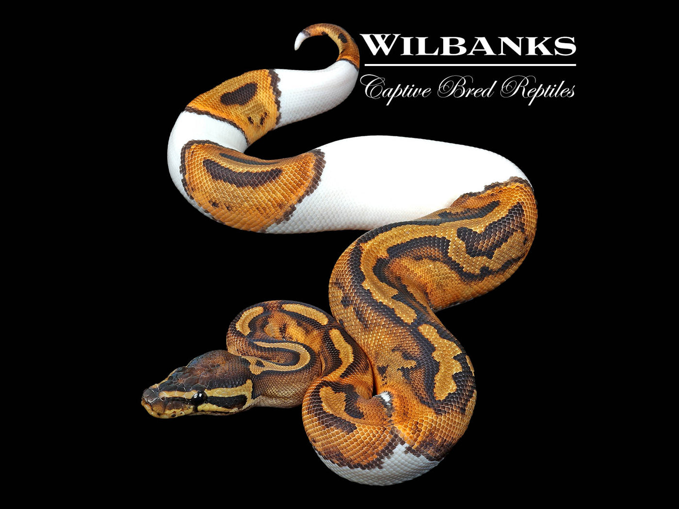 Pied Ball Python ♀ '24