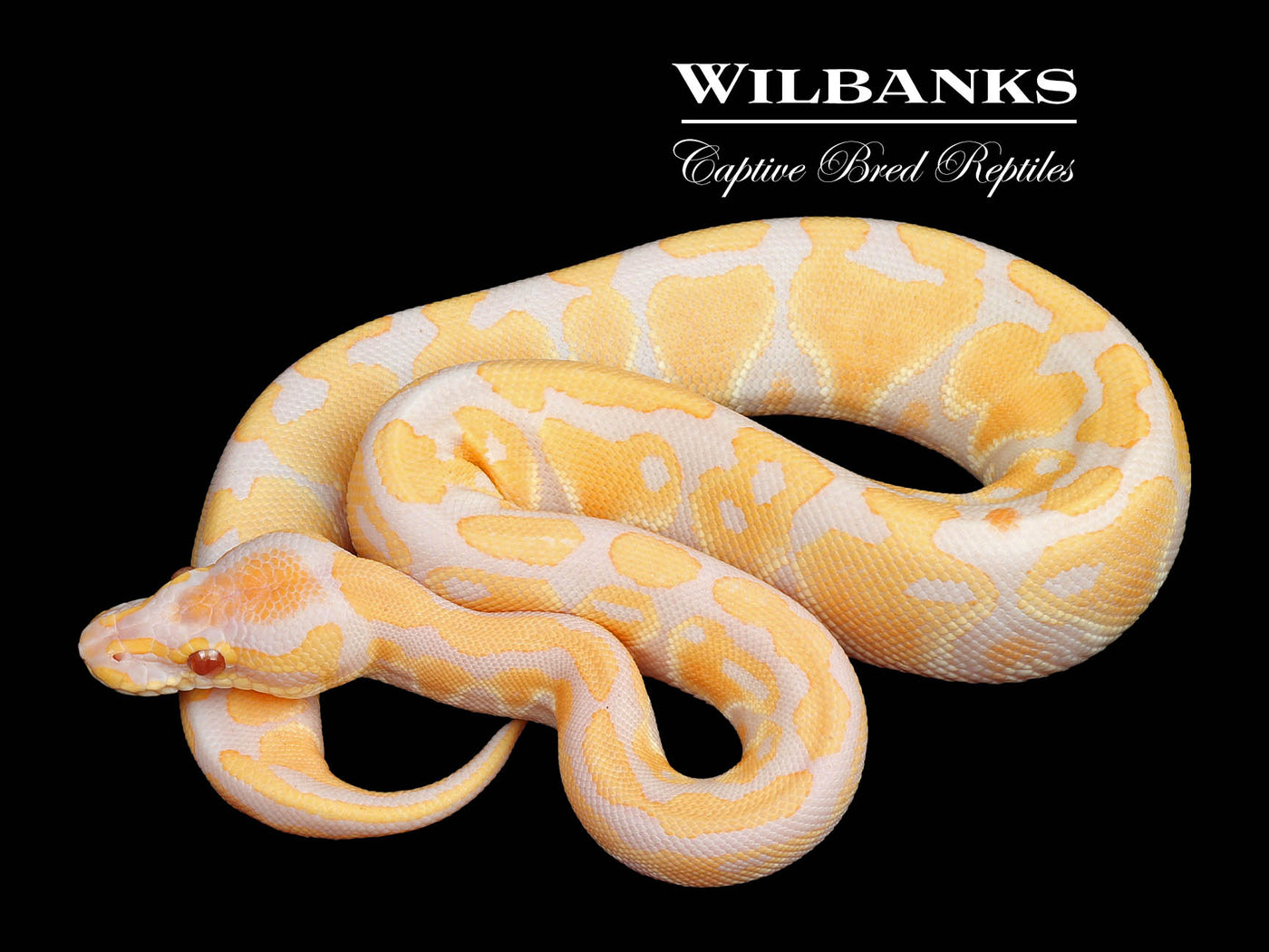 Lavender Albino Ball Python ♀ '24