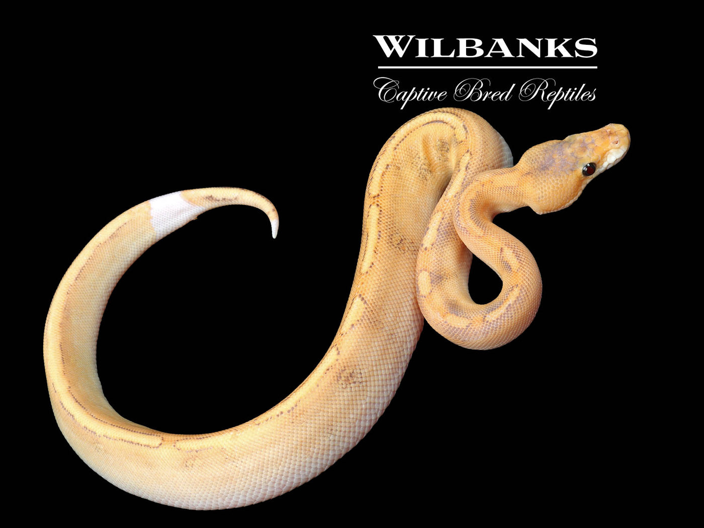 Fire Champ Crusher Ball Python ♂ '24