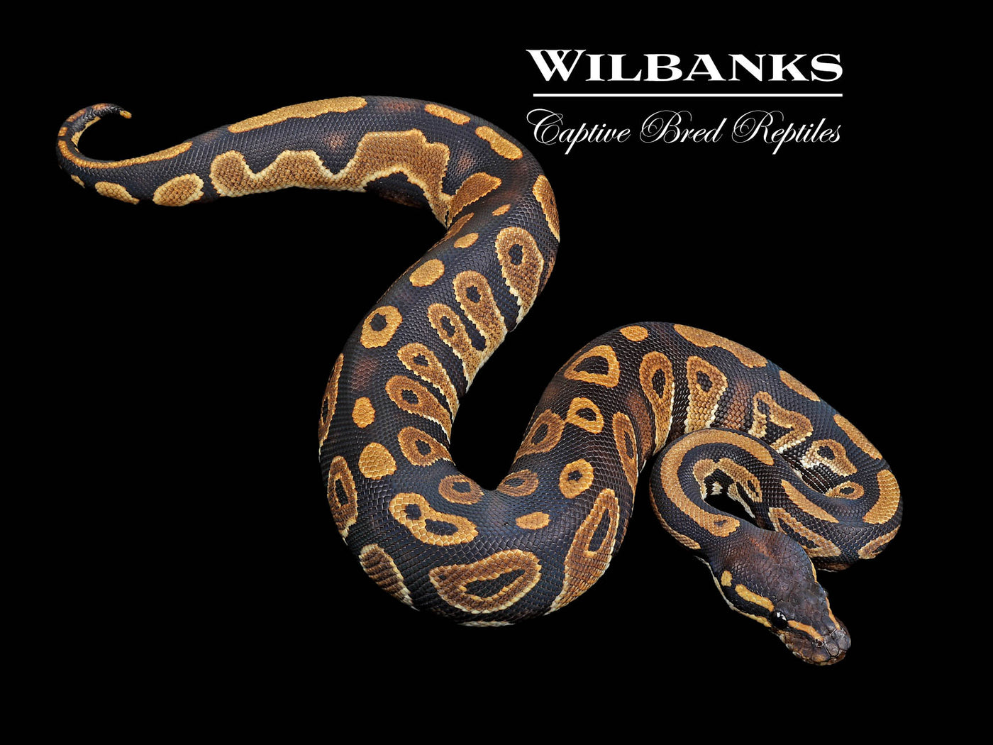 Blackhead 100% Het. Pied Ball Python ♂ '24