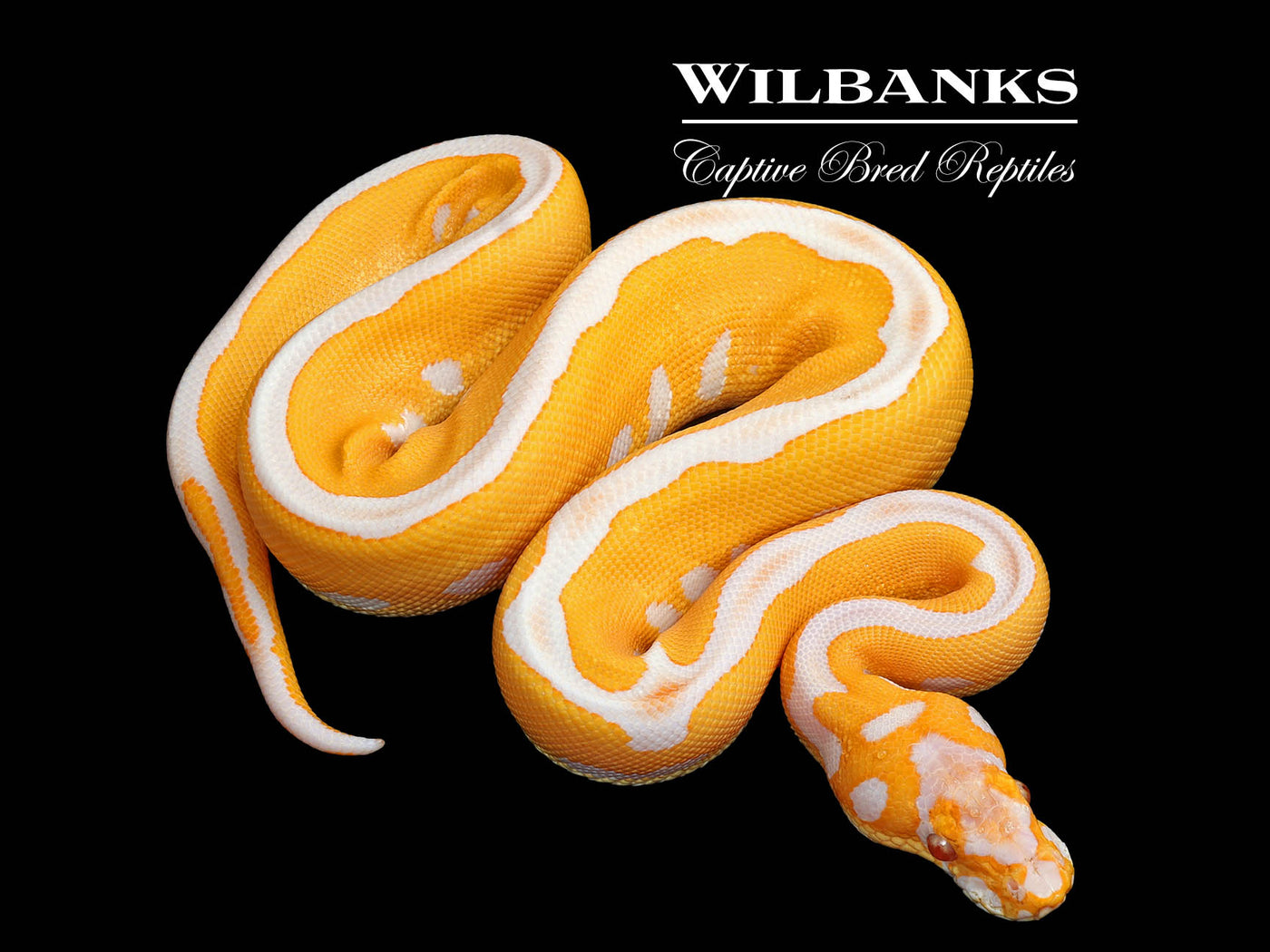 Lavender Leopard Clown Grail Ball Python ♀ '25