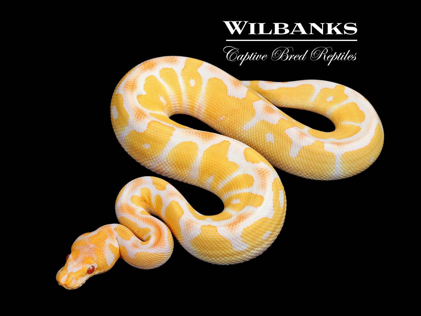 Grail (Lavender Clown) Ball Python ♂ '25
