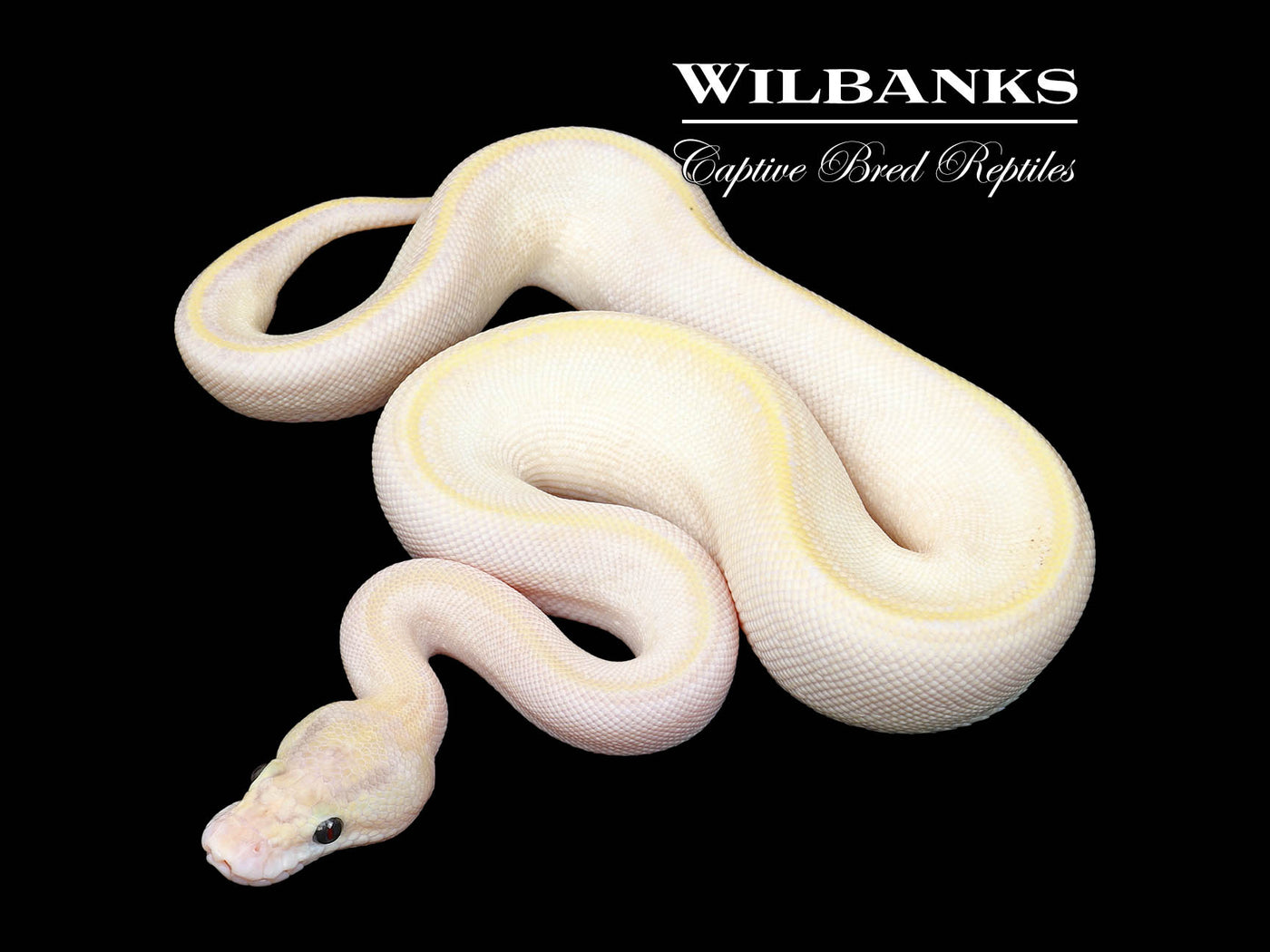 Butter Ivory Ball Python ♀ '25