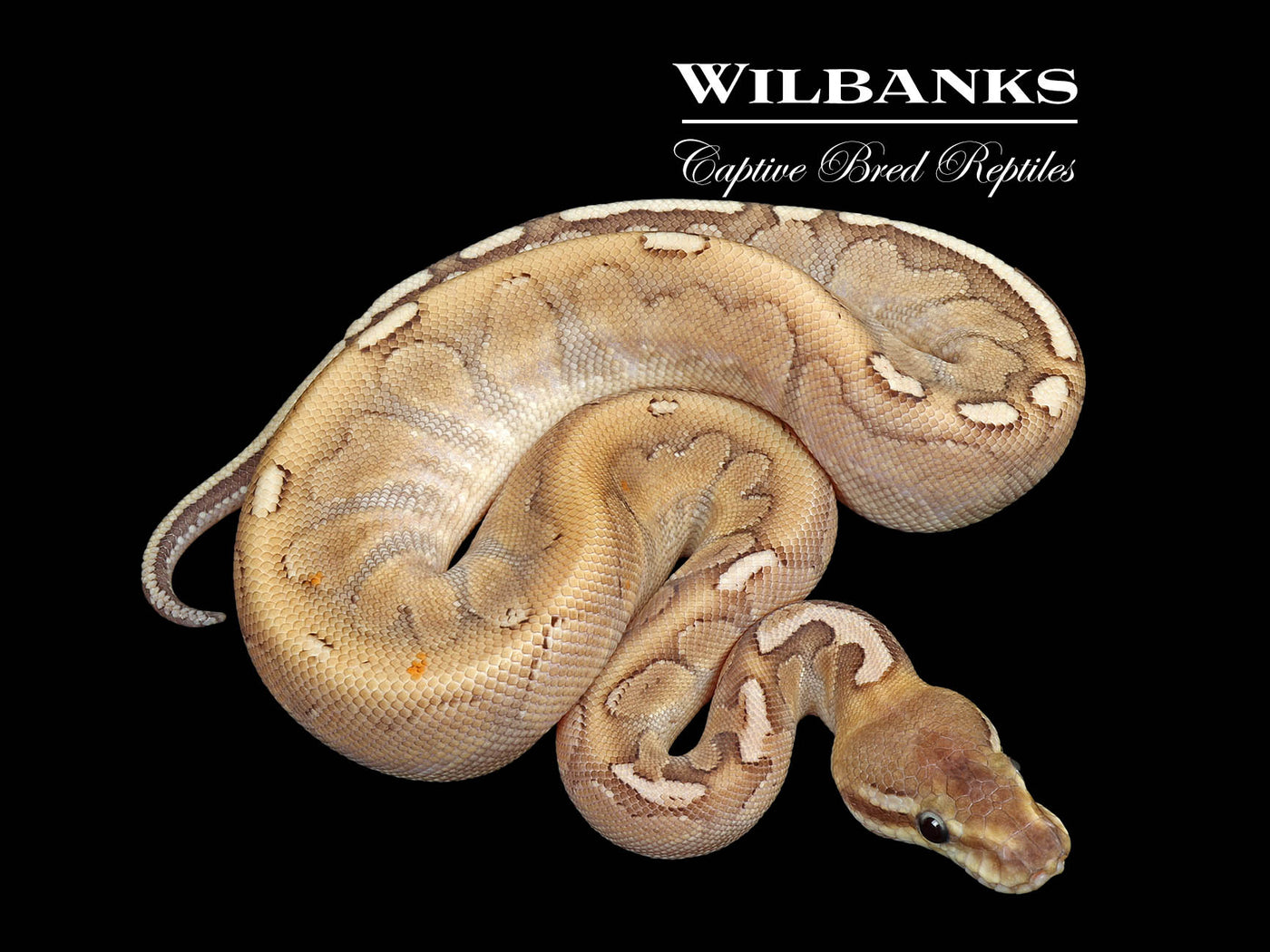 Bamboo Stranger Pastel Ball Python ♀ '25
