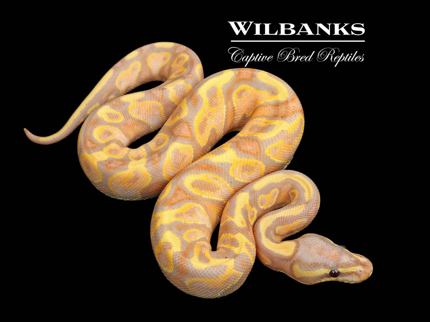 Banana Yellow Belly Ball Python ♀ '25
