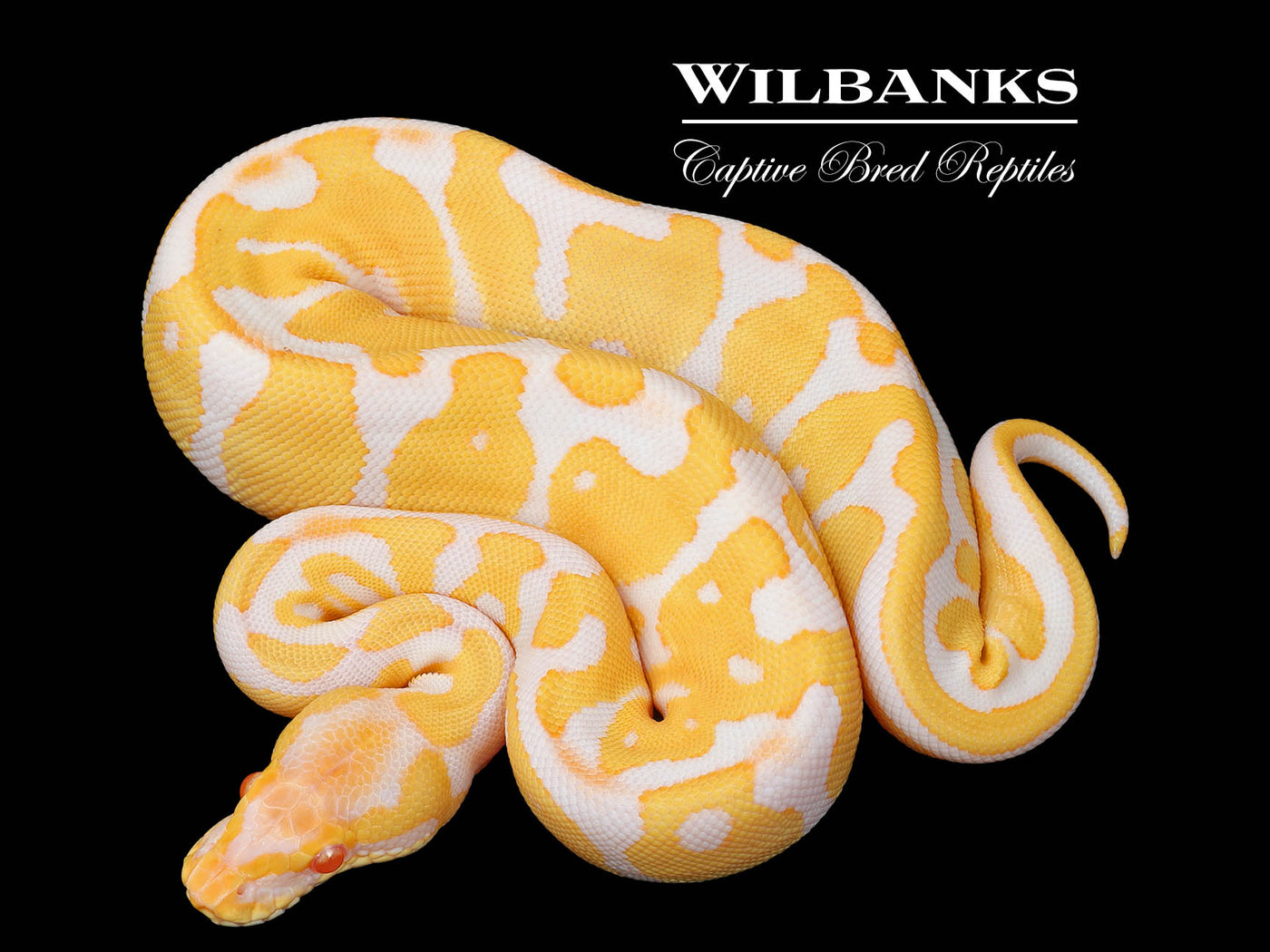 Albino Leopard Ball Python ♀ '25