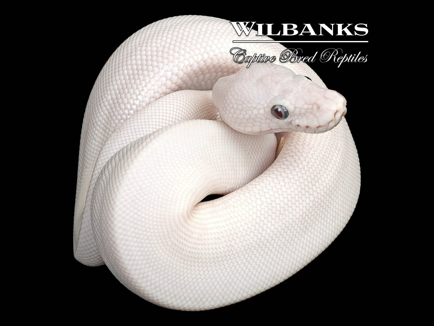 Banana Blue Eyed Leucistic (Mojave Butter) Ball Python ♂ '25