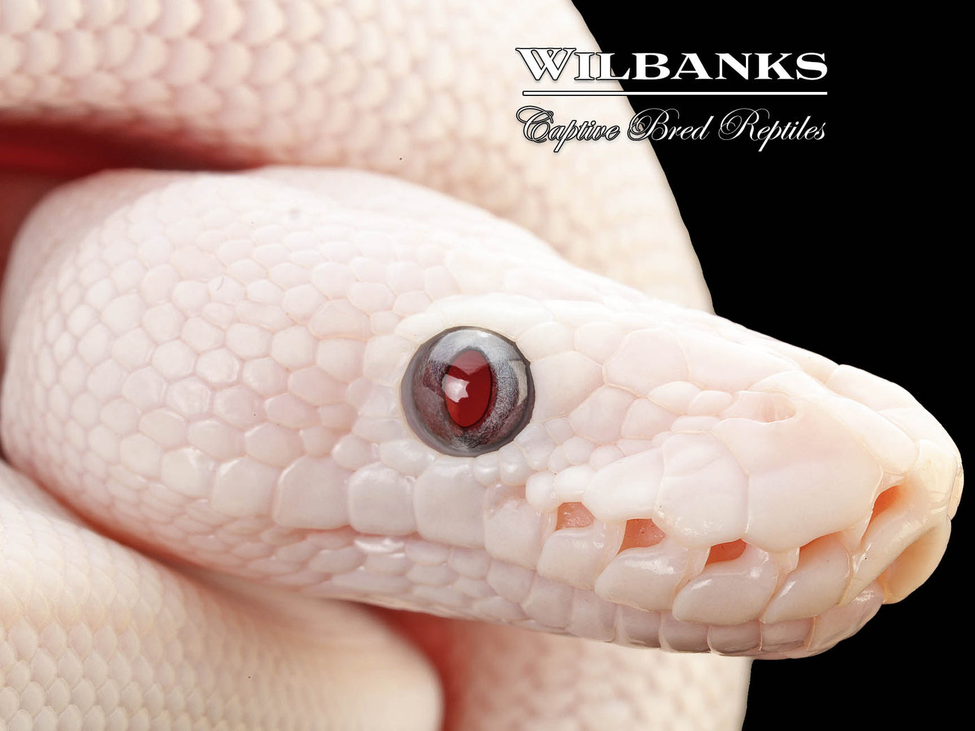Banana Blue Eyed Leucistic (Mojave Butter) Ball Python ♂ '25