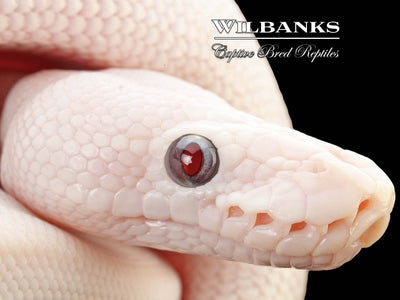 Banana Blue Eyed Leucistic (Mojave Butter) Ball Python ♂ '25