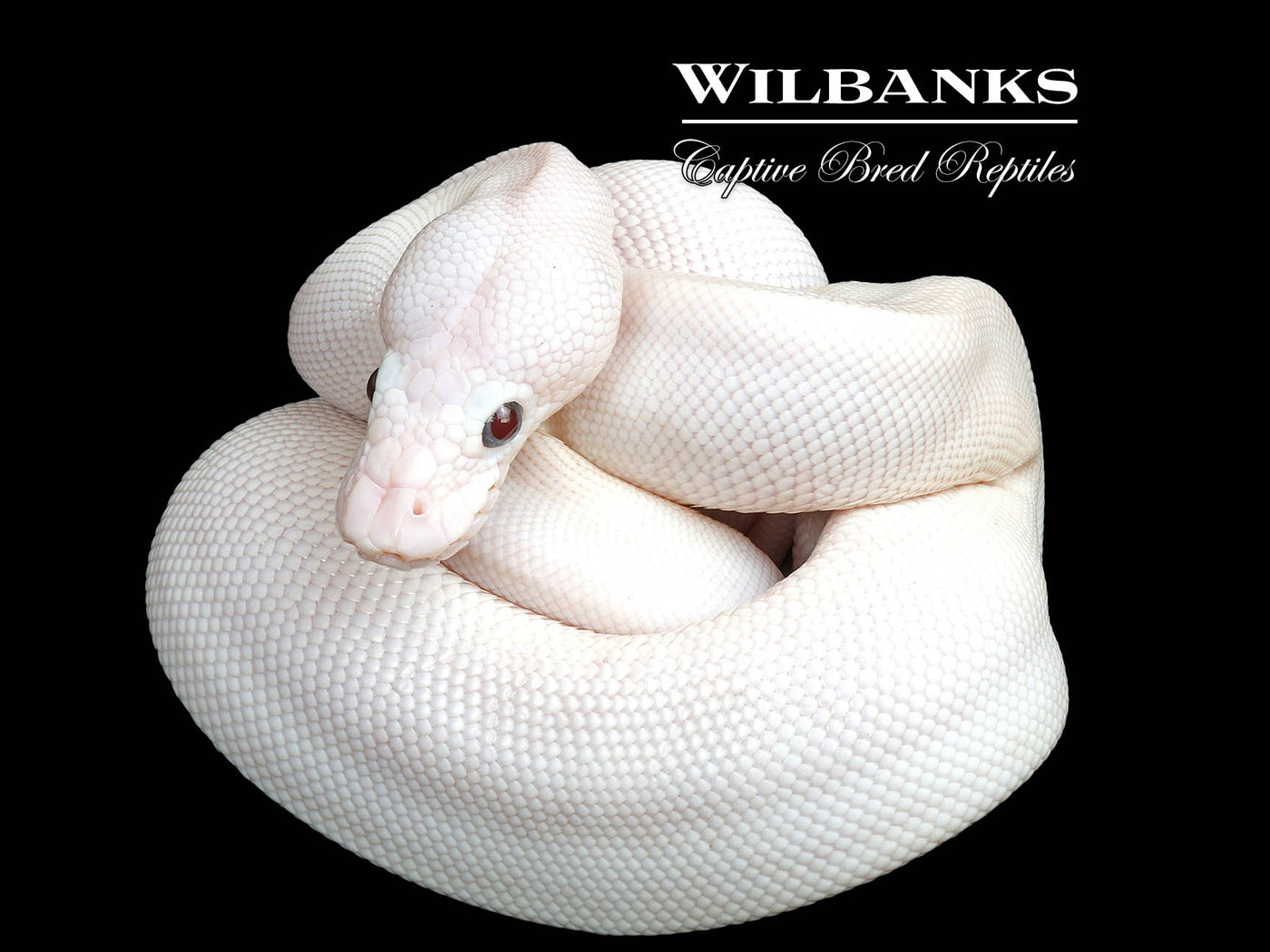 Banana Blue Eyed Leucistic (Mojave Butter) Ball Python ♂ '25