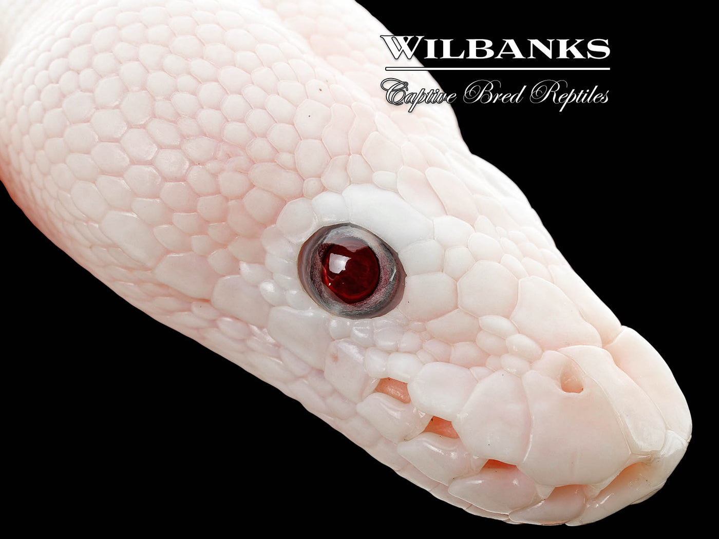 Banana Blue Eyed Leucistic (Mojave Butter) Ball Python ♂ '25