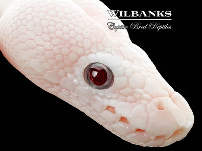 Banana Blue Eyed Leucistic (Mojave Butter) Ball Python ♂ '25