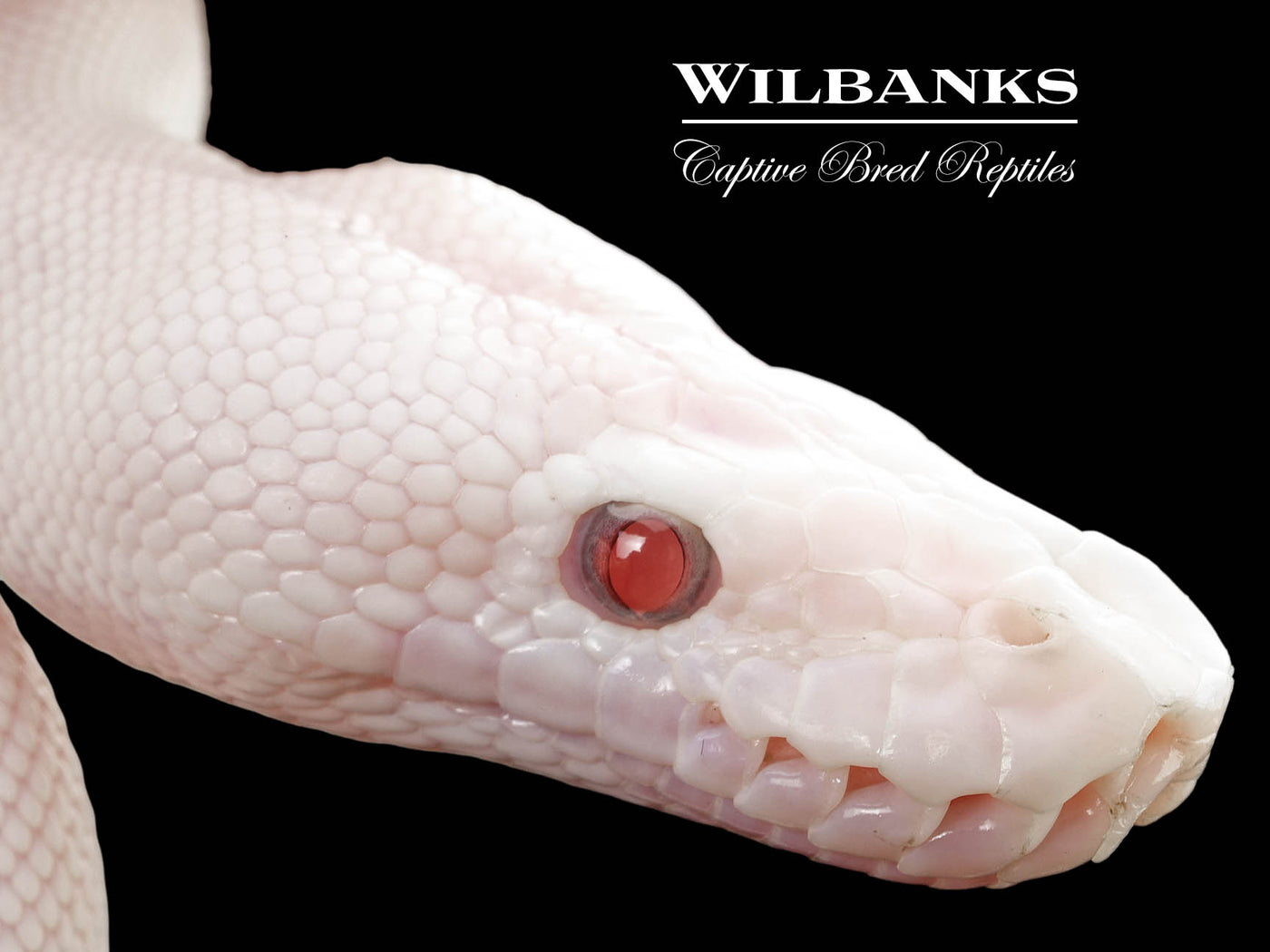 Blue Eyed Leucistic (Mojave Butter) Ball Python ♀ '25