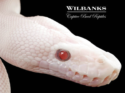 Blue Eyed Leucistic (Mojave Butter) Ball Python ♀ '25