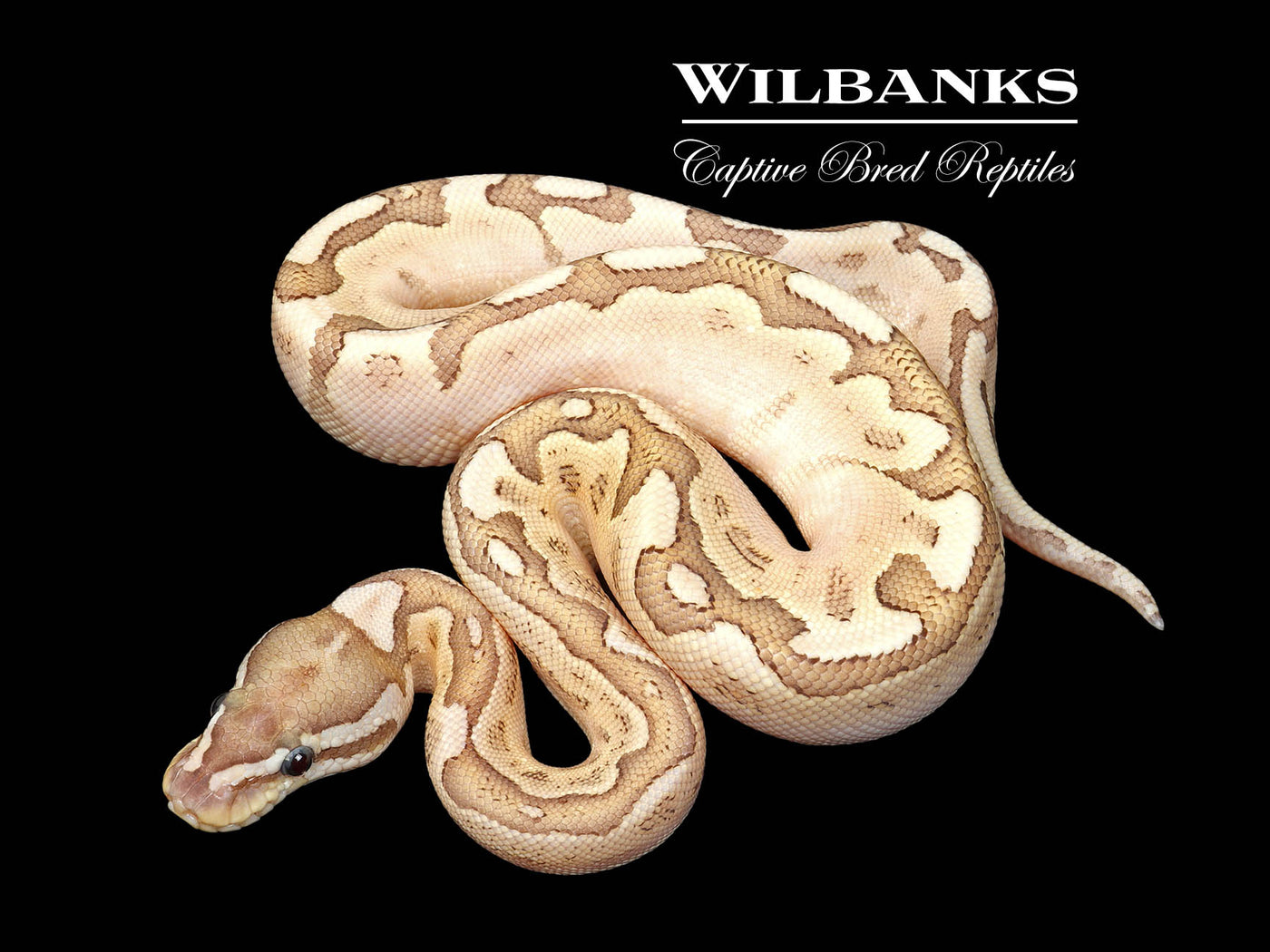 Bamboo Enchi Ball Python ♂ '25
