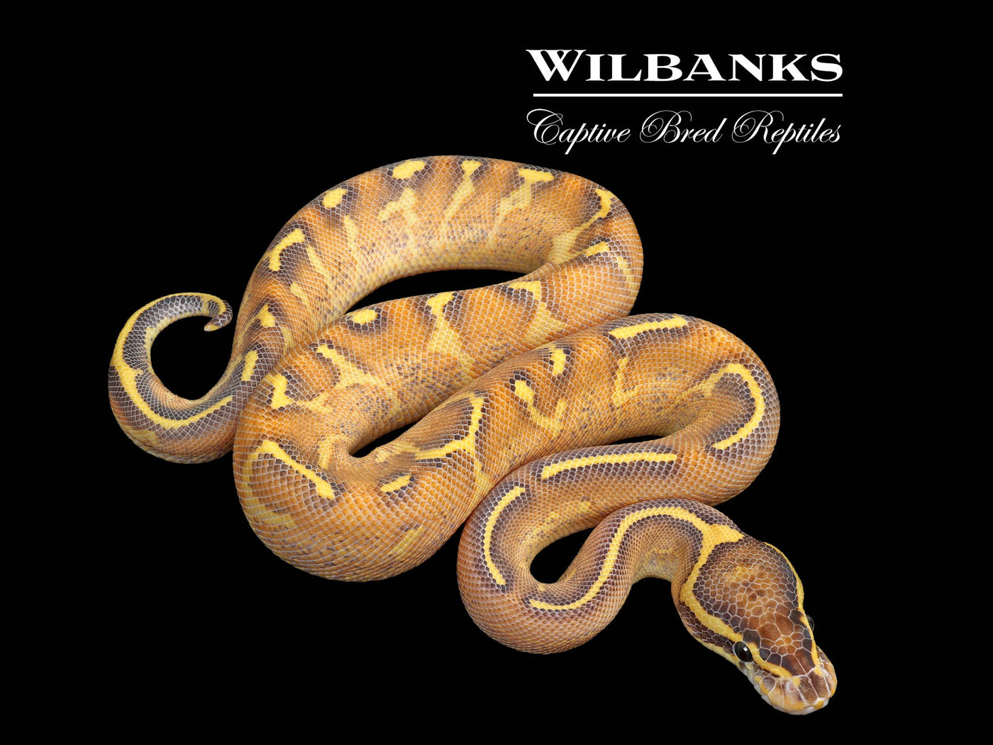 Highway Ball Python ♂ '25