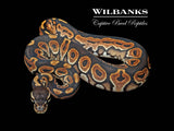 Cinnamon 100% Het. Candy Ball Python ♀ '26