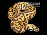FireFly Leopard Spotnose 100% Het. Clown Ball Python ♀ '26