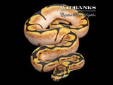 Sugar Spider Ball Python ♂ '26