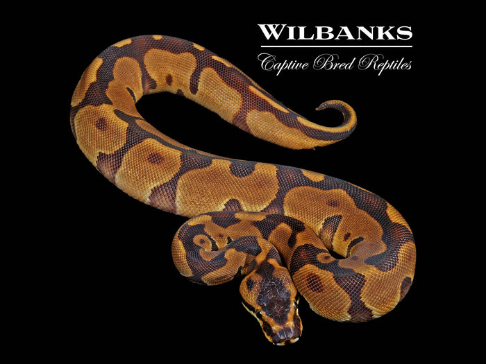 Leopard Enchi 100% Het. Albino Ball Python ♀ '26