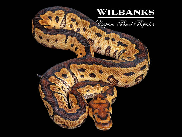 Clown Ball Python ♂ '26