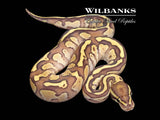 Nuclear Ball Python ♂ '26