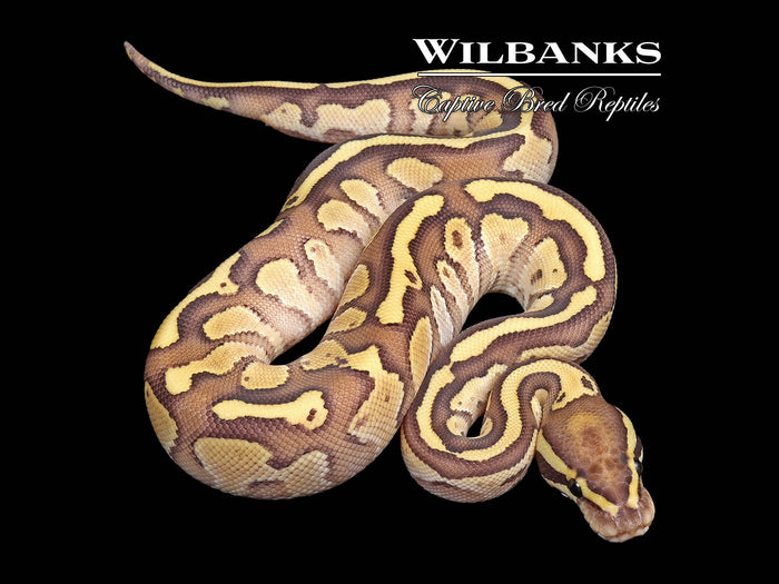 Nuclear Ball Python ♂ '26