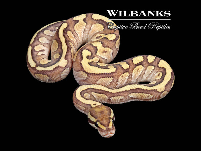 Nuclear Ball Python ♂ '26