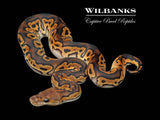 Black Pastel Clown Ball Python ♂ '26