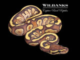 Mojave Fire Ball Python ♂ '26