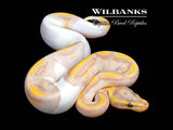 Banana Pied Ball Python ♂ '26
